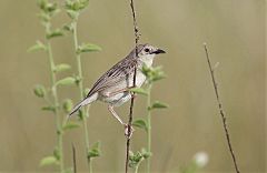 Ashy Cisticola